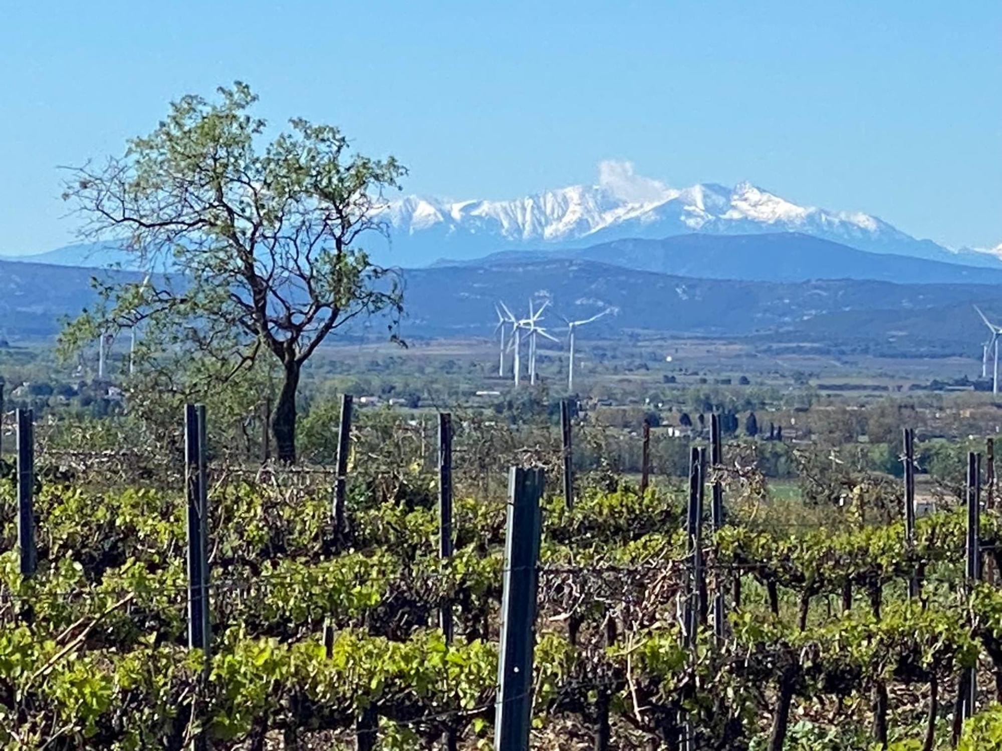 Maison Du Midi, 2 Gites De Charme Ginestas Luaran gambar