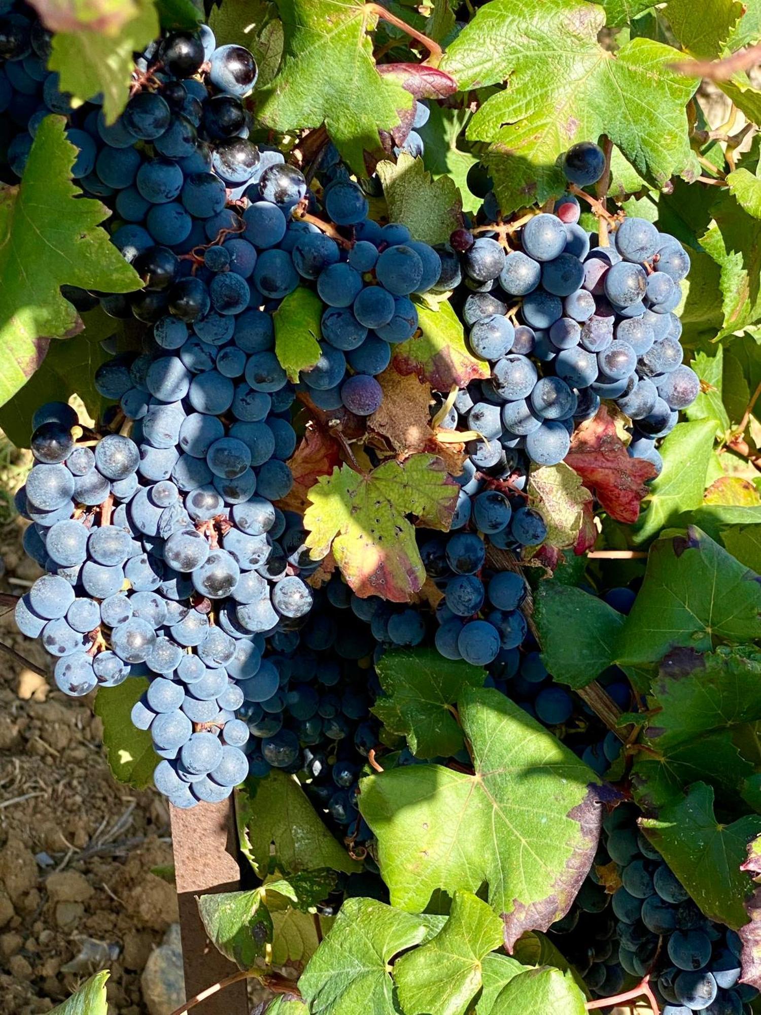 Maison Du Midi, 2 Gites De Charme Ginestas Luaran gambar