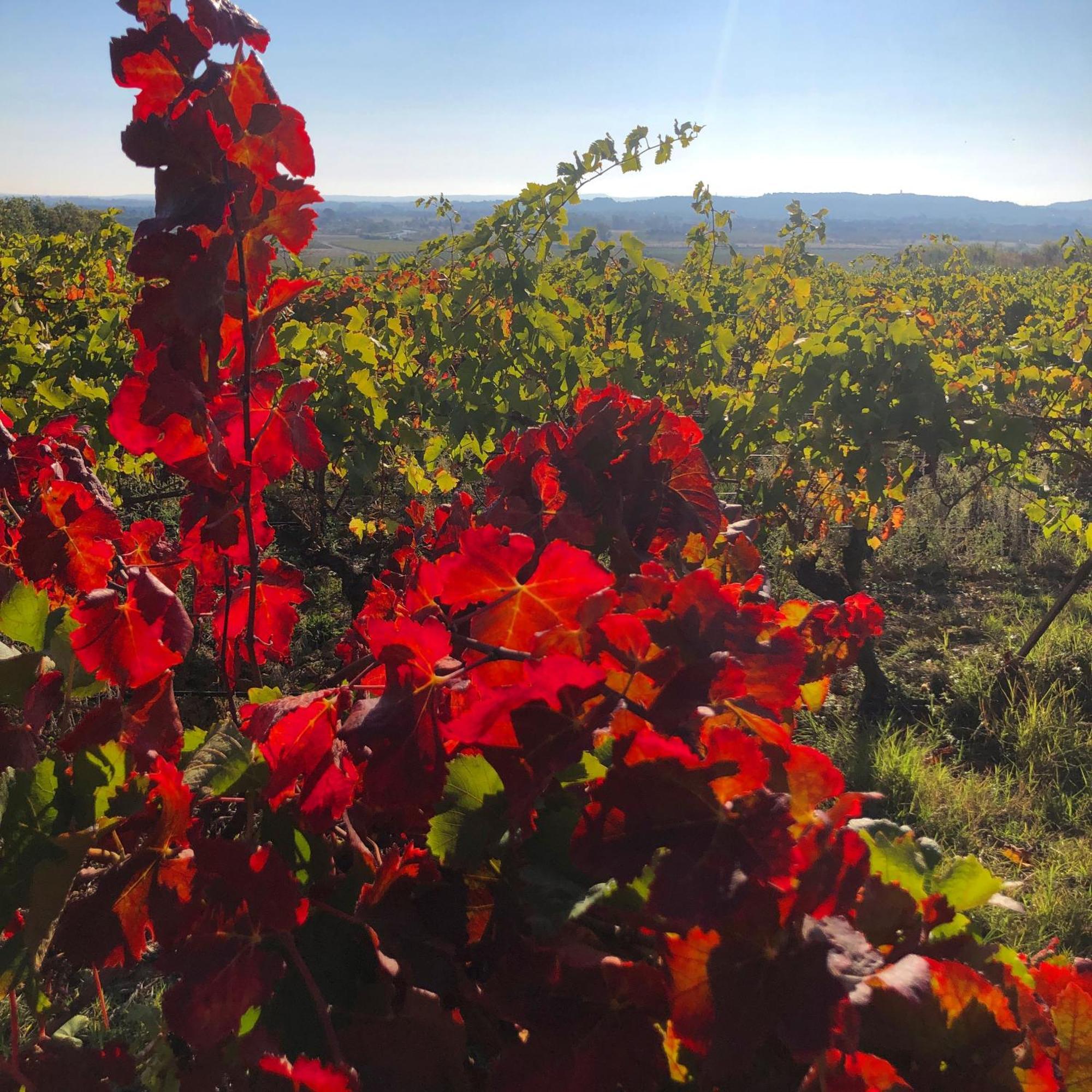 Maison Du Midi, 2 Gites De Charme Ginestas Luaran gambar